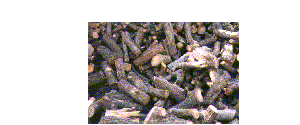 dallas pinon wood